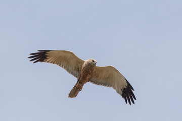 Eine Rohrweihe (Circus aeriginosus) im Flug