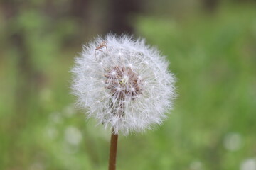 Dandelion flower with spider