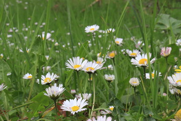 Field of daisy flowers in spring