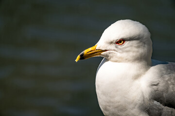 Close up of a seagull highlighting the eye