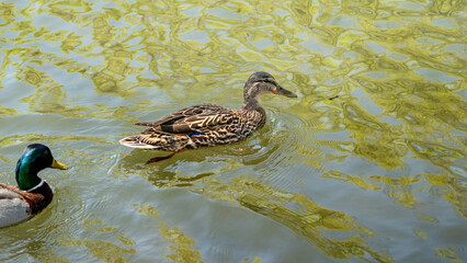 Ducks on a pond closeup with abstract pattern in ripples