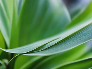green leaf background
