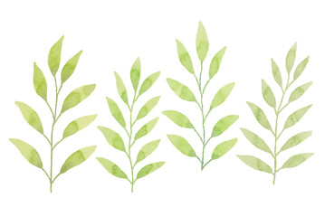 Assortment of watercolor leaves illustration set - green leaf branches collection for wedding, greetings, stationary, wallpapers, fashion, background. olive, green leaves, Eucalyptus etc