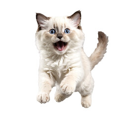 Fototapeta premium white ragdoll cat kitten running and jumping isolated transparent photo