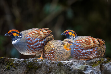 Hill partridge- The Three Musketeers