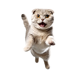 Fototapeta premium scottish fold cat running and jumping isolated transparent photo