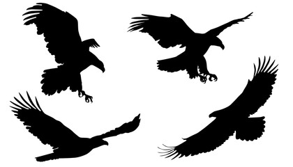 Birds Silhouettes, Black, Collection of Eagle Flying, Logotype, Bird of Prey, Flight, Concept, Logo, Isolated,