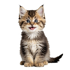 siberian cat kitten sitting isolated transparent photo