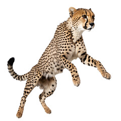 cheetah running and jumping isolated transparent photo