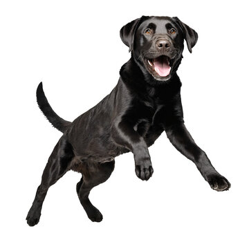 black labrador retreiver dog jumping and running isolated transparent
