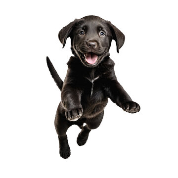 black labrador retreiver dog puppy jumping and running isolated transparent