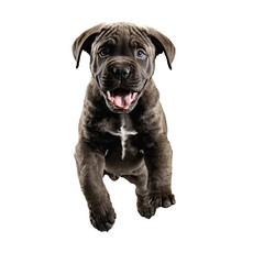 Obraz premium cane corso dog puppy jumping and running isolated transparent