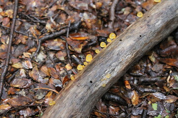 Tiny yellow mushrooms growing on a fallen tree