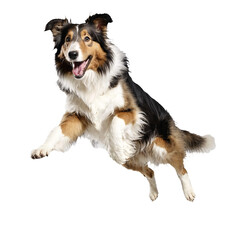 collie dog jumping and running isolated transparent