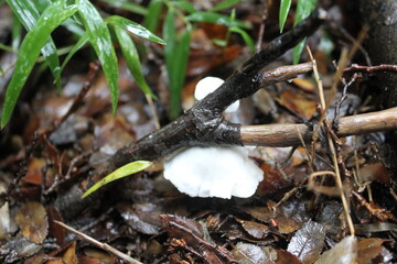 White mushroom growing under a branch