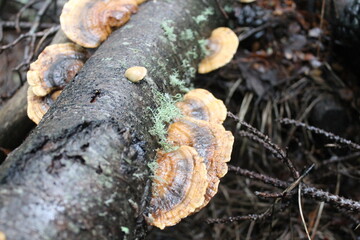Orange mushrooms growing on a fallen tree