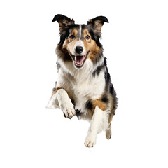 collie dog jumping and running isolated transparent