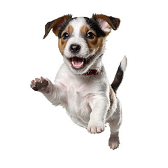 jack russel terrier dog puppy jumping and running isolated transparent