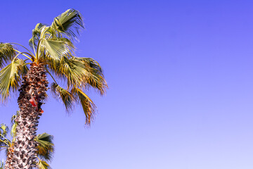 A palm tree is in the foreground of a blue sky. The palm tree is tall and has a lot of leaves. The...