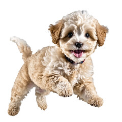 maltipoo dog puppy jumping and running isolated transparent