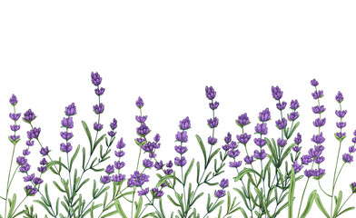 Obraz premium Lavender flowers border in watercolor on transparent background