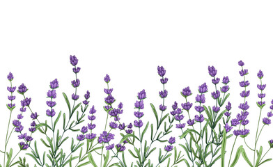 Lavender flowers border in watercolor on transparent background