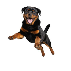 rottweiler dog jumping and running isolated transparent