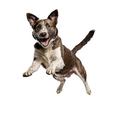 happy stray dog jumping and running isolated transparent