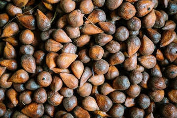 Salak is a species of palm tree native to Java and Sumatra in Indonesia. It is cultivated in other regions of Indonesia as a food crop, and reportedly naturalized in Bali, Lombok, Timor, Maluku