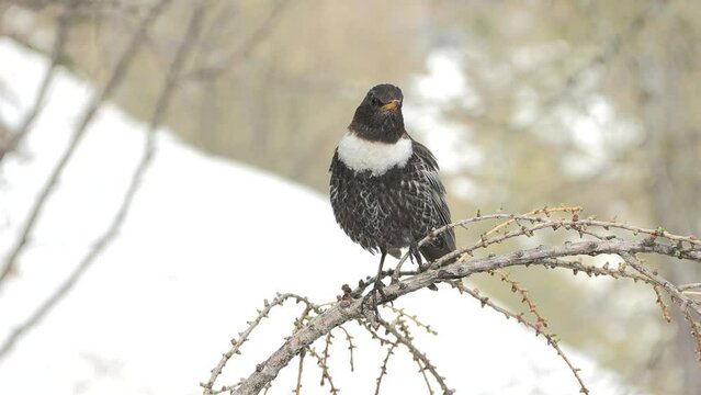  Collared blackbird, Turdus torquatus, merlo dal collare 