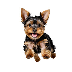 yorkshire terrier dog puppy jumping and running isolated transparent
