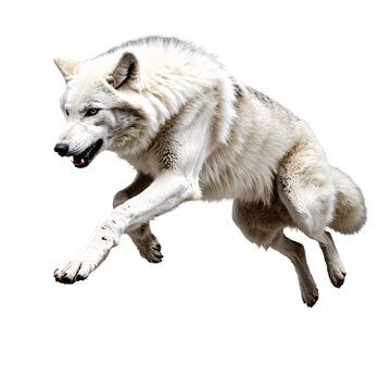 white wolf jumping and running isolated transparent