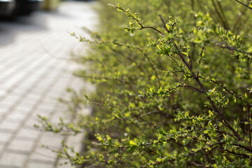 Fototapeta premium background, road, outdoor, horizontal, tree, foliage, park, nature, season, spring, springtime, green, leaf, landscape, environment, day, wood, sun, summer, plant