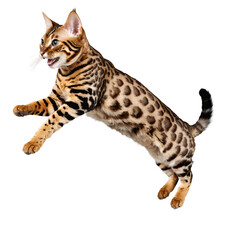 bengal wild cat jumping and running isolated transparent photo