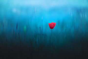 Poppy in the blue field
