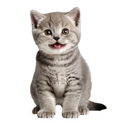 british shorthair cat kitten sitting isolated transparent photo