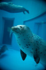 Obraz premium 水中で微笑むゴマアザラシ