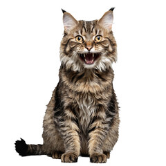 Obraz premium highander cat sitting isolated transparent photo
