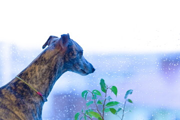 Profil pręgowanego psa whippet patrzącego przez okno w deszczowy dzień