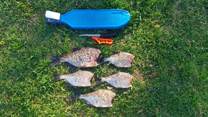 In spring, a plastic fish cleaning board with a clothespin lies on the coastal grass, and cleaned...