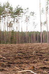 Widok lasu iglastego po wycince drzew, goła ziemia, w tle rzadkie drzewa © Piotr