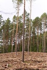 Widok lasu iglastego po wycince drzew, goła ziemia, w tle rzadkie drzewa © Piotr
