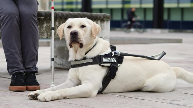 Guide dog sitting next to his female handler with a white cane during a city walking break, close up shot. Mobility aid and companionship concepts.