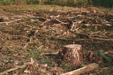 Obraz premium Impact of Uncontrolled Deforestation. Ecological Damage in European Forests