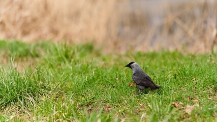 Kawka chodząca po zielonej trawie © Piotr
