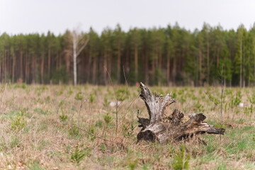 Wycięty konar drzewa leżacy na polanie pozostałej po wycince drzew w lesie