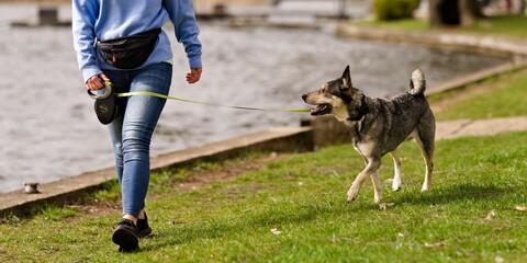 Pies kundel idący obok właściciela patrzący na niego na trawniku obok jeziora w słoneczny dzień