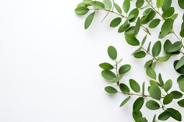 Obraz premium A simple and clean arrangement of green leaves on a white background, signifying freshness, nature, or growth. Minimalistic Green Leaves on White Background