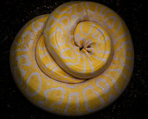 Yellow boa currled up