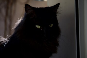 chat noir